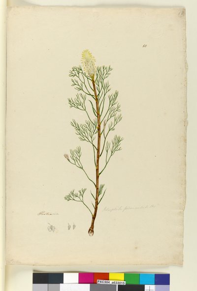 Petrophile pedunculata by John William Lewin